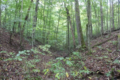 Belgin's Run Tract 8B