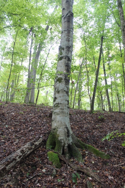 Belgin's Run Tract 8B