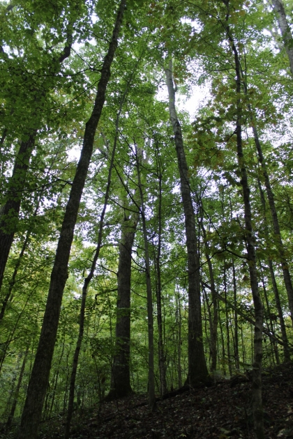 Belgin's Run Tract 8B