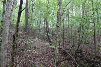 Belgin's Run Tract 8B