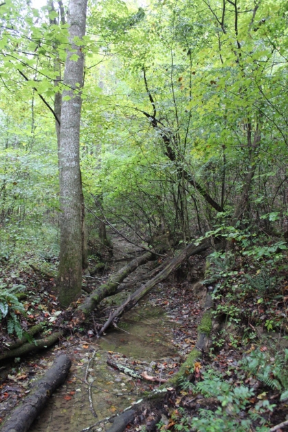 Belgin's Run Tract 8B