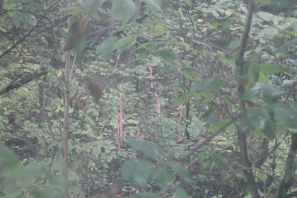 Belgin's Run Tract 8B