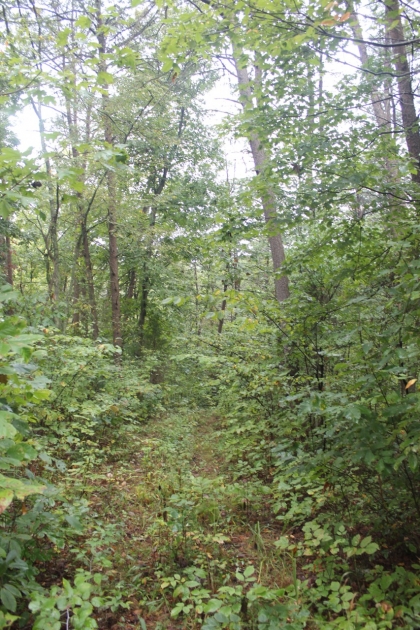 Belgin's Run Tract 8B
