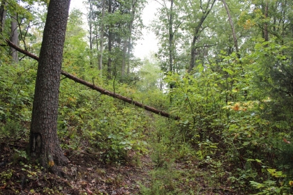 Belgin's Run Tract 8B
