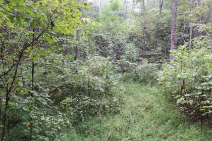Belgin's Run Tract 8B