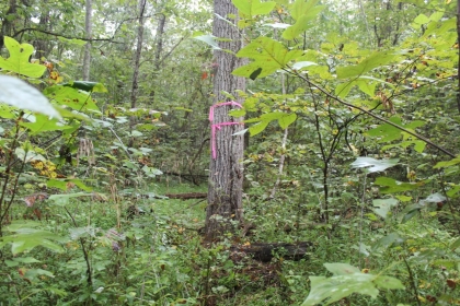 Belgin's Run Tract 8B