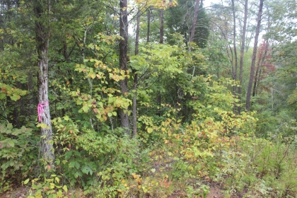 Belgin's Run Tract 8B