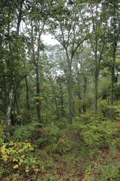Belgin's Run Tract 8B