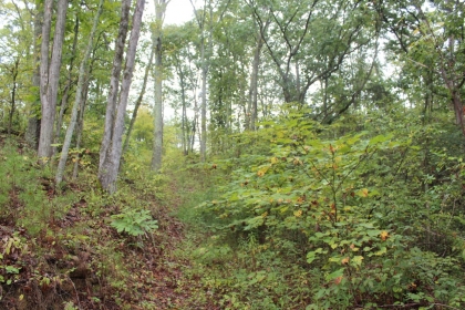 Belgin's Run Tract 8B