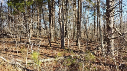 Chestnut Way Tract 3