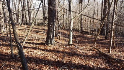 Chestnut Way Tract 3