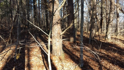 Chestnut Way Tract 3