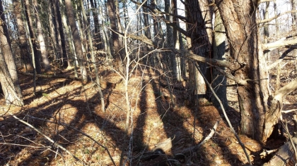 Chestnut Way Tract 3