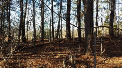 Chestnut Way Tract 3