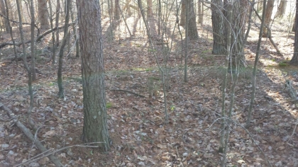 Chestnut Way Tract 3