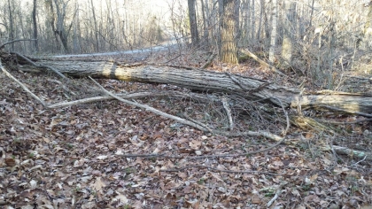 Chestnut Way Tract 6