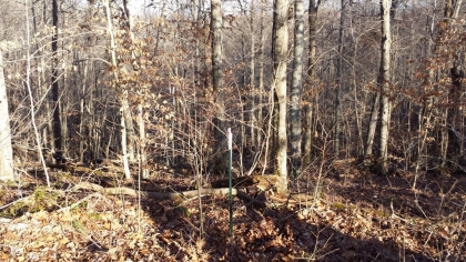 Chestnut Way Tract 6