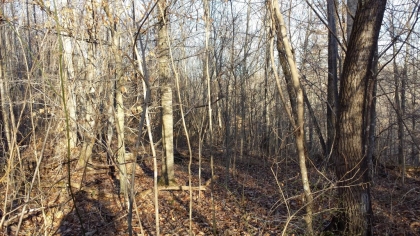 Chestnut Way Tract 6