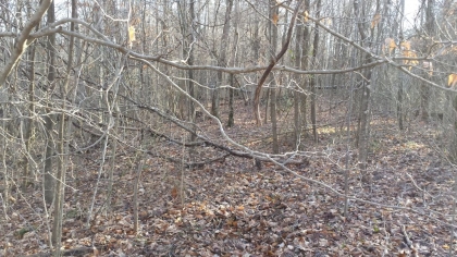 Chestnut Way Tract 6