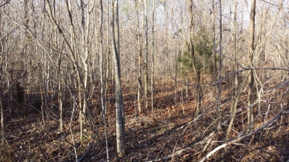 Chestnut Way Tract 6