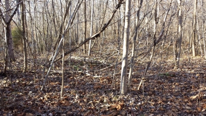 Chestnut Way Tract 6