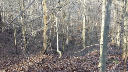 Chestnut Way Tract 6