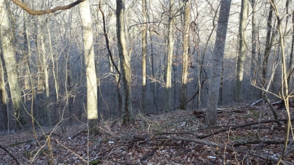 Chestnut Way Tract 6