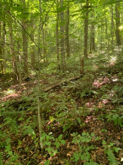 Dry Creek Acres Tract 6