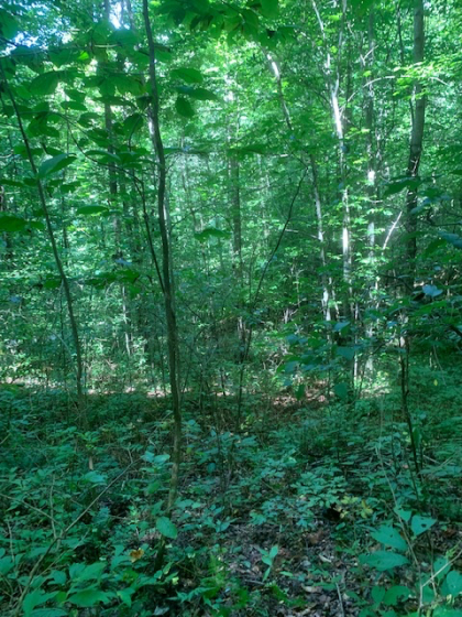 Dry Creek Acres Tract 6