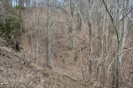 Bailey Hollow Tract 6