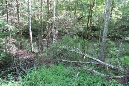 Paint Rock Creek Tract 36
