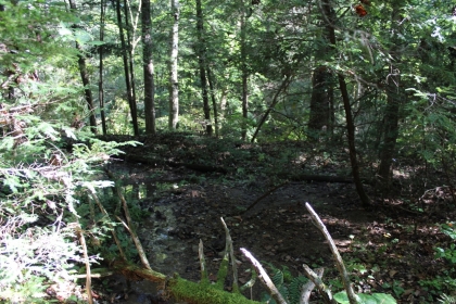 Paint Rock Creek Tract 36