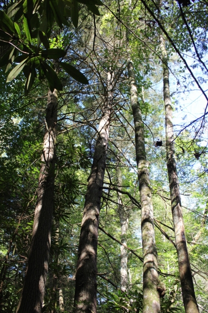Paint Rock Creek Tract 36