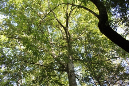 Paint Rock Creek Tract 36