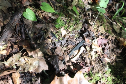 Paint Rock Creek Tract 36