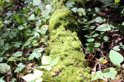 Paint Rock Creek Tract 36