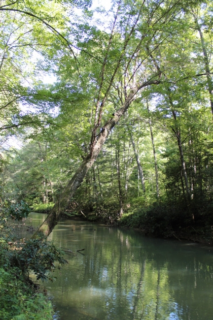 Paint Rock Creek Tract 36