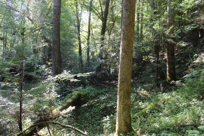 Paint Rock Creek Tract 36