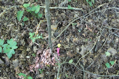 Paint Rock Creek Tract 36