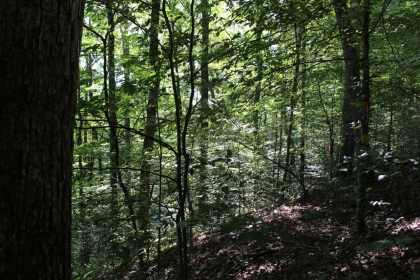 Paint Rock Creek Tract 36