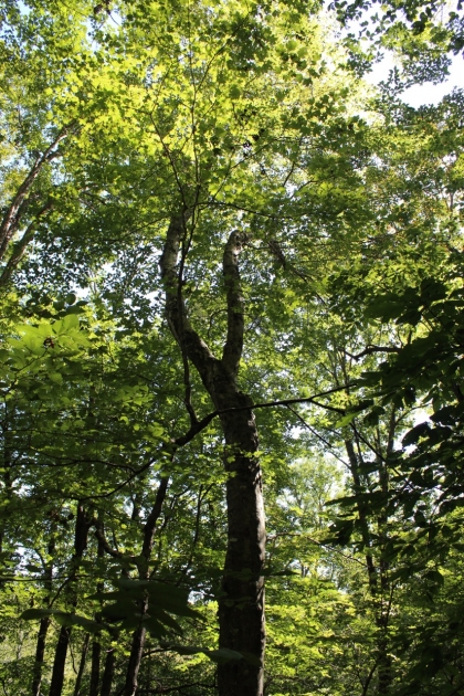 Paint Rock Creek Tract 36