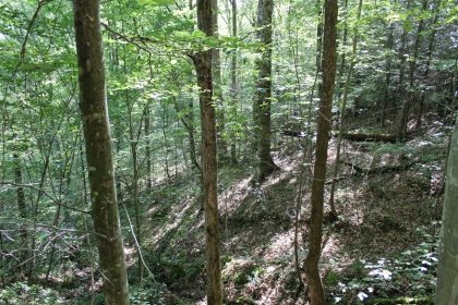 Paint Rock Creek Tract 36