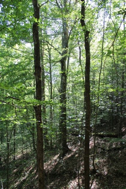 Paint Rock Creek Tract 36