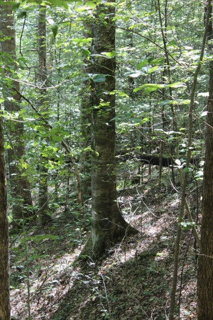 Paint Rock Creek Tract 36