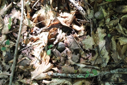 Paint Rock Creek Tract 36