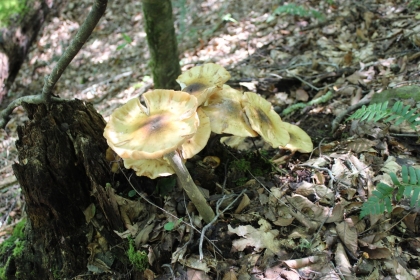 Paint Rock Creek Tract 36