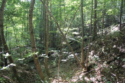 Paint Rock Creek Tract 36