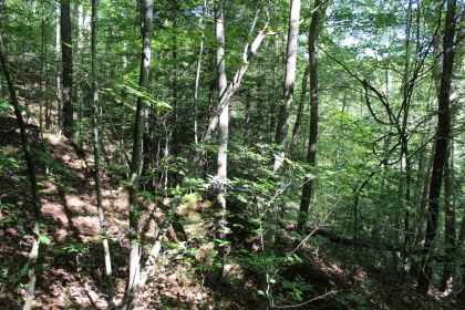 Paint Rock Creek Tract 36