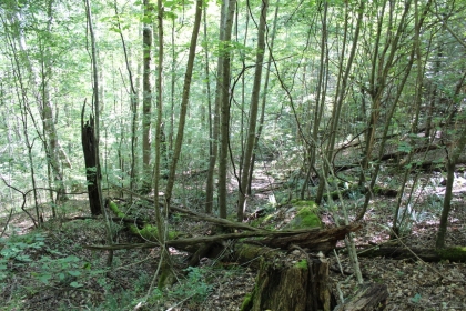 Paint Rock Creek Tract 36