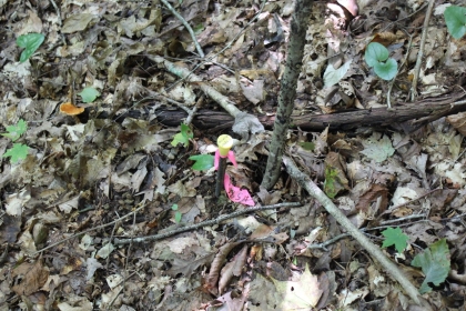 Paint Rock Creek Tract 36